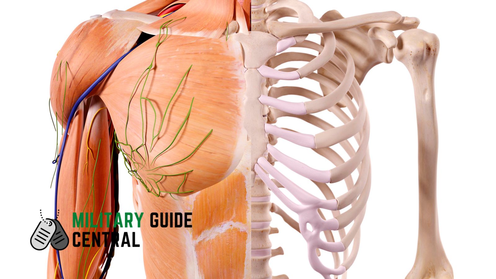 Skeletal system - militaryguidecentral.com